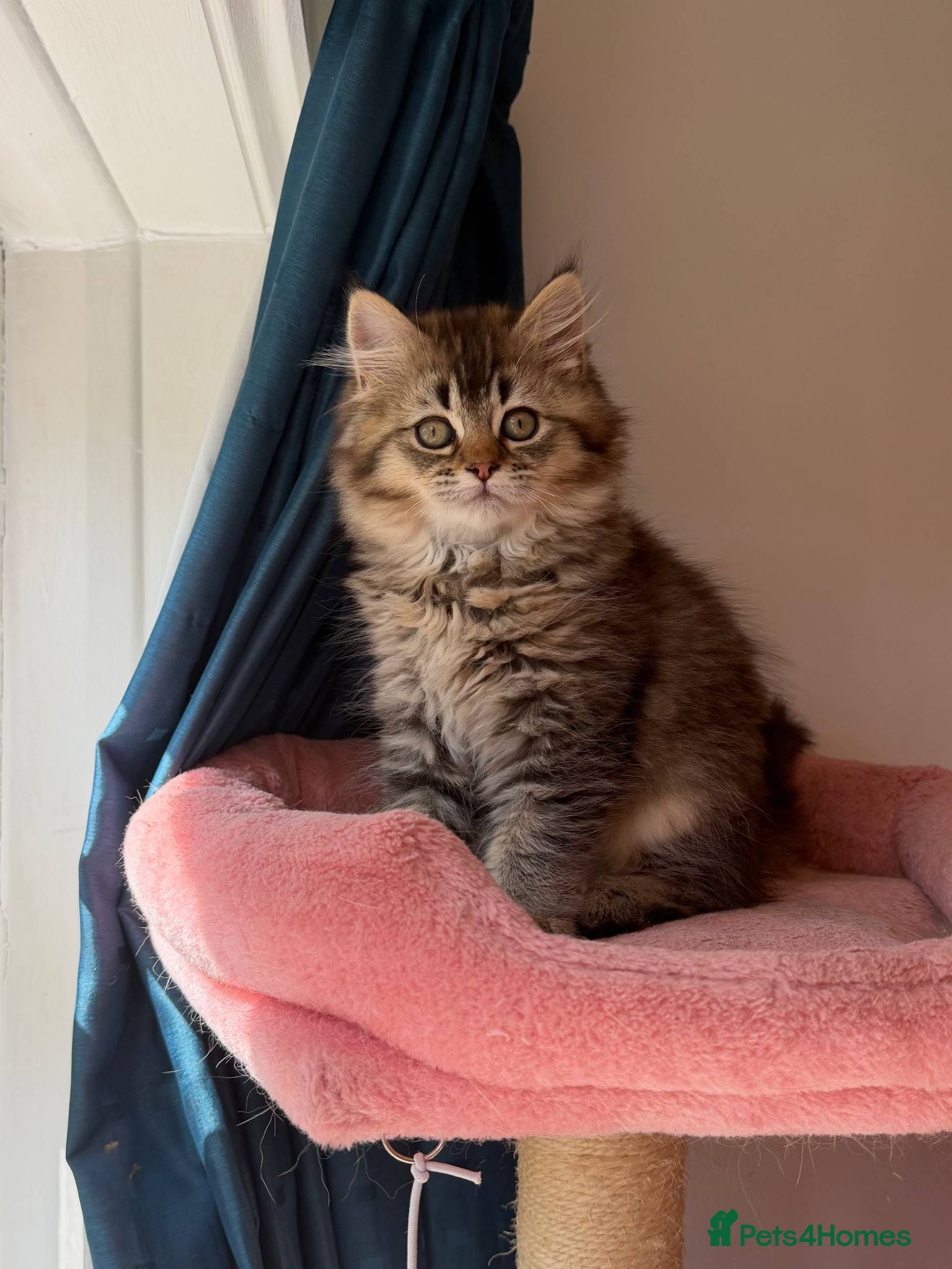 British Longhair cats WHITE KITTEN COLORPOINT VACCINATED READY FOR HOME - Advert 4