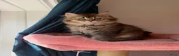 British Longhair cats for sale: WHITE KITTEN COLORPOINT VACCINATED READY FOR HOME - Advert 2