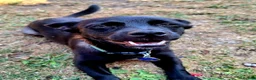 Mixed Breed dogs for adoption: Loris  - Advert 4