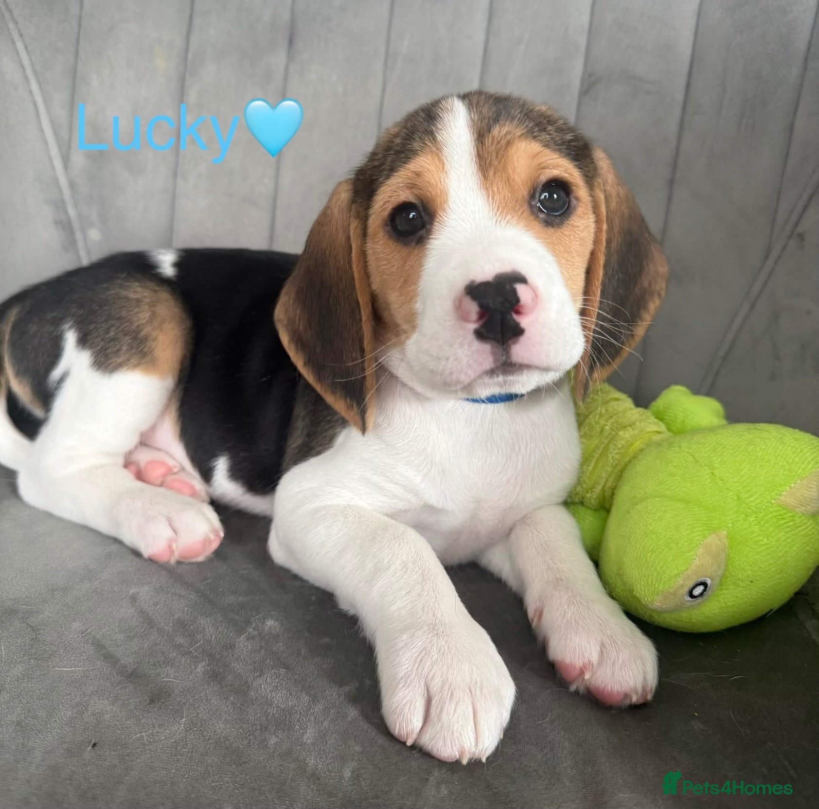 Beagle dogs for sale: Beagle puppies 🐶🐾 ready to leave!!🩷🩵 - Advert 2