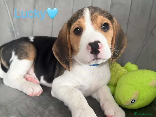 Beagle dogs for sale: Beagle puppies 🐶🐾 ready to leave!!🩷🩵 - Advert 2
