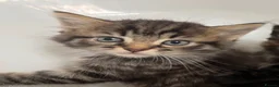 Mixed Breed cats for sale: 3 beautiful kittens looking for new homes  in Flint - Advert 3
