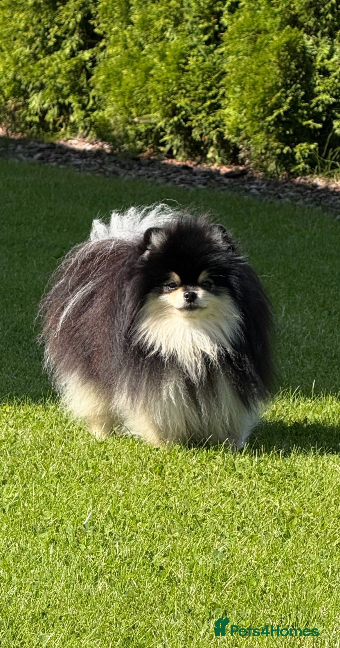 Pomeranian dogs for sale: Pomeranian champions  - Advert 9