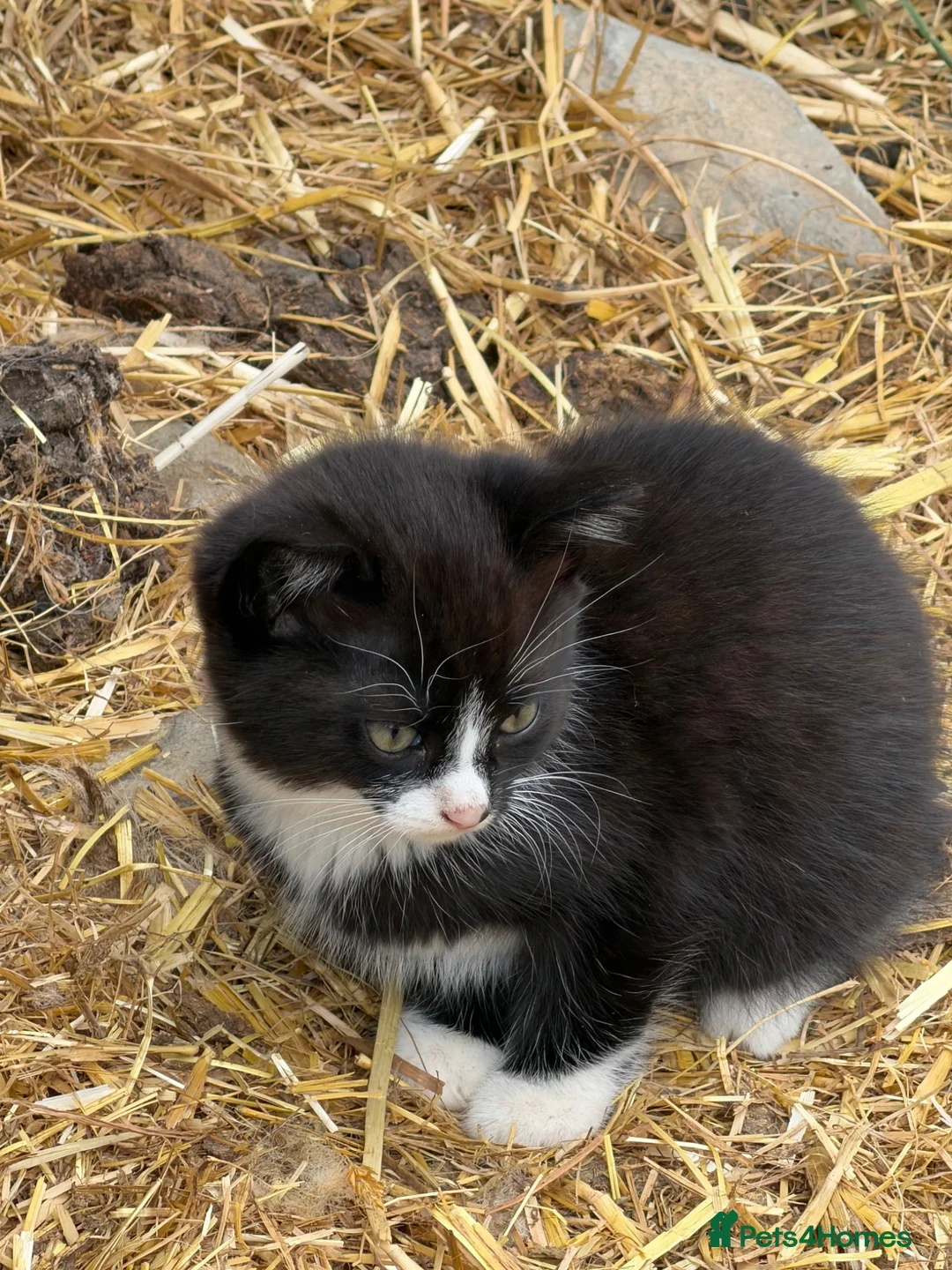 British Shorthair cats for sale: British short hair kitten  - Advert 2