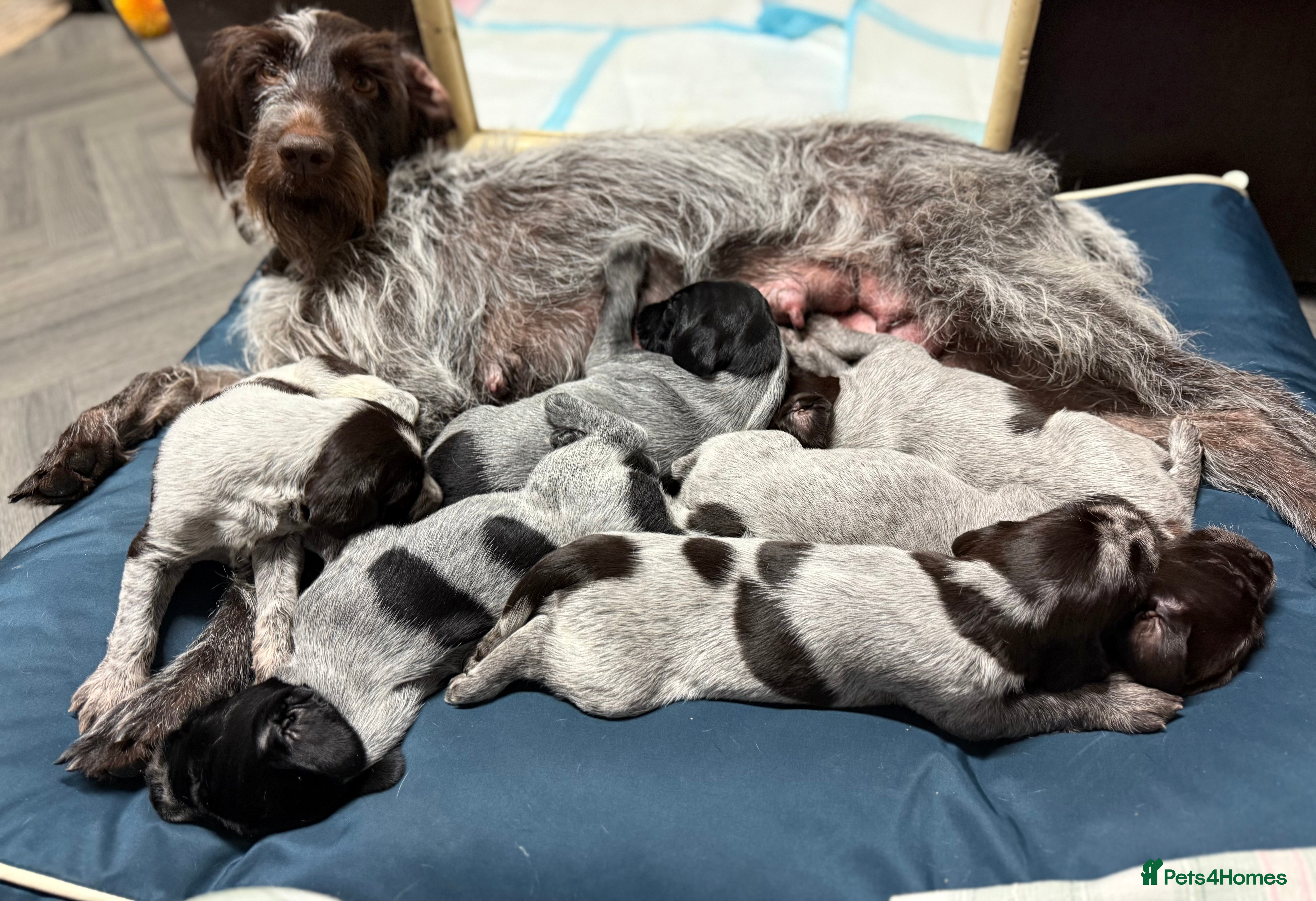 German Wirehaired Pointer dogs German Wirehaired puppies for sale  - Advert 2