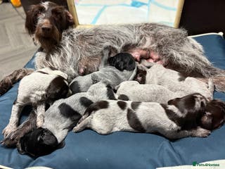 German Wirehaired Pointer dogs German Wirehaired puppies for sale - Advert 1