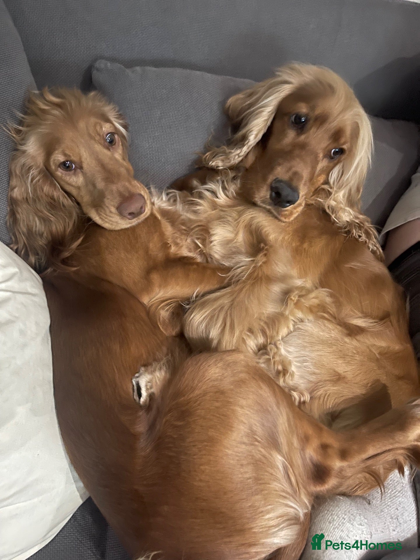 Cocker Spaniel dogs Beautiful cocker spaniel puppies  - Advert 1