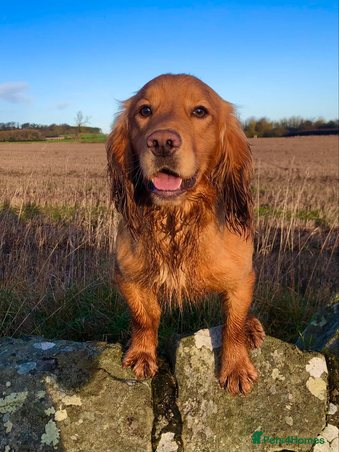 Cocker Spaniel dogs for stud: kc reg health tested working cockers - Advert 3
