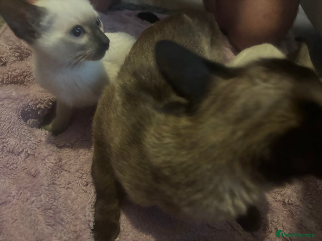 Siamese cats for sale: Siamese lovely girls looking for friendly home.  - Image 4