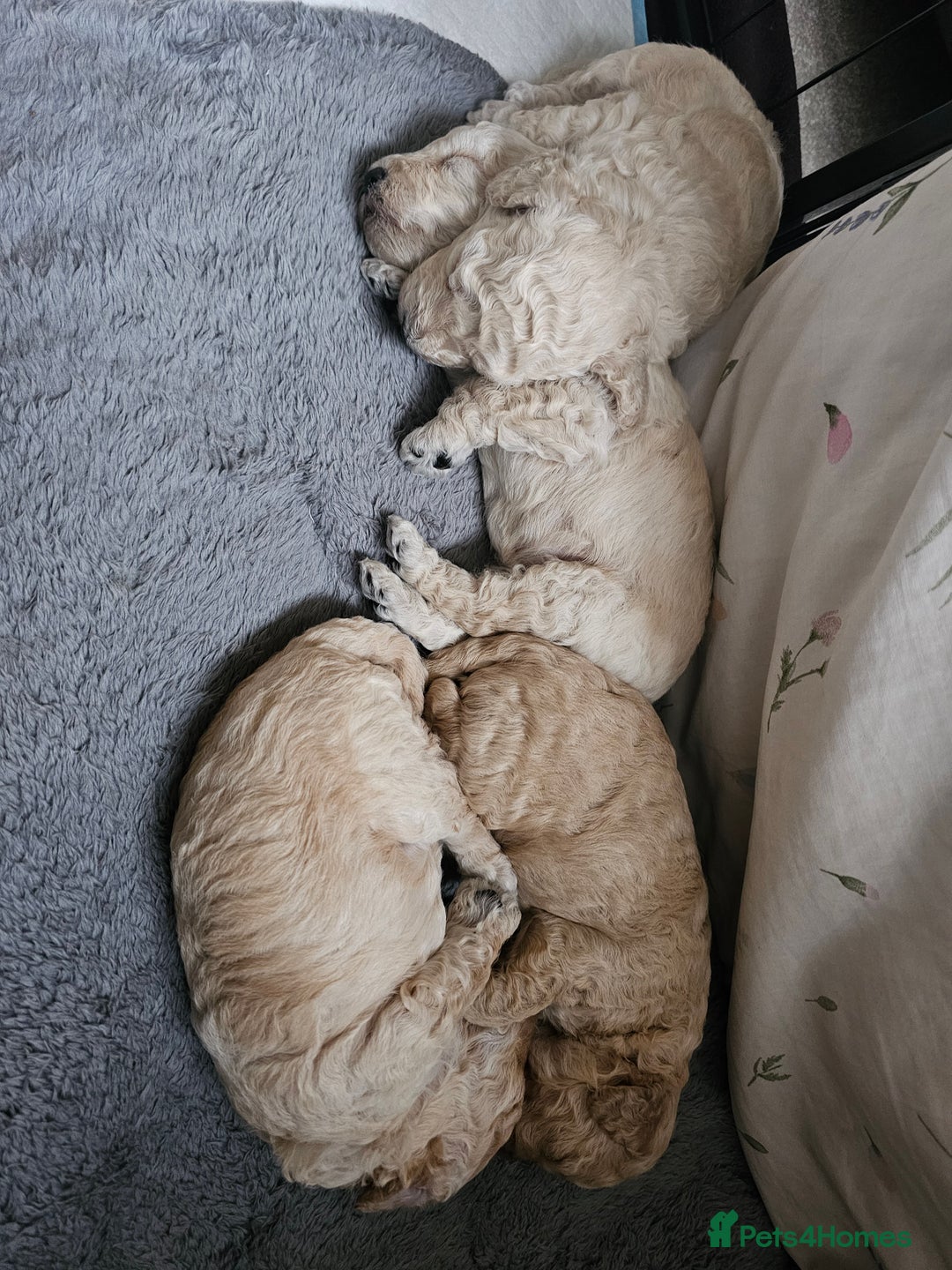 Toy Poodle dogs for sale: Beautiful toy/miniature poodle puppies. - Advert 2