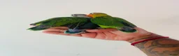 Lovebirds birds for sale: Hand reared lovebirds for sale  - Advert 16