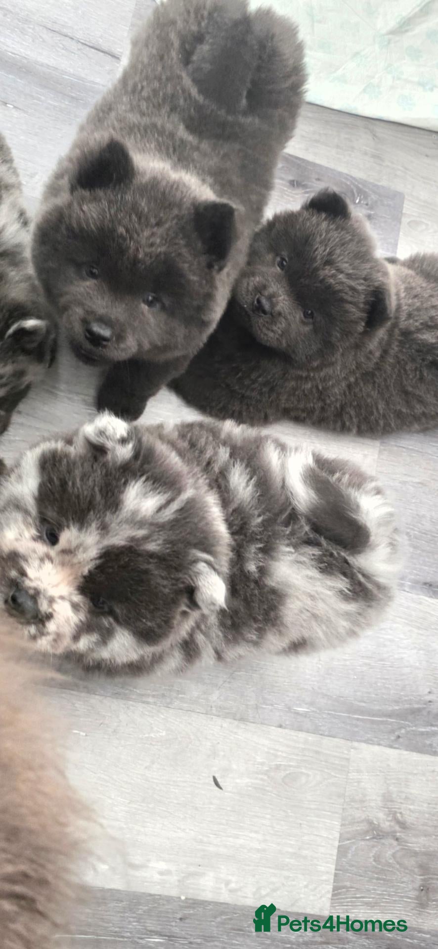 Chow Chow dogs Merle boy, Blue Boy & 1 Girl ready to leave  - Advert 1