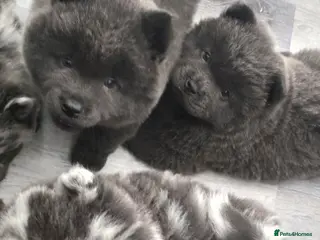 Chow Chow dogs Merle boy Chow Chow unreal colouring and markings - Advert 2