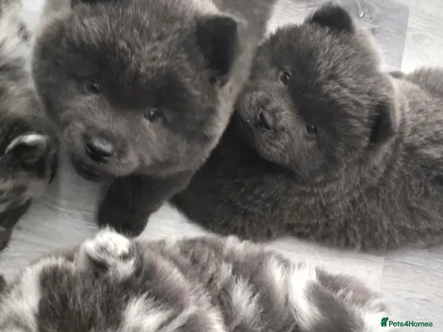 Chow Chow dogs Merle boy Chow Chow unreal colouring and markings - Advert 2