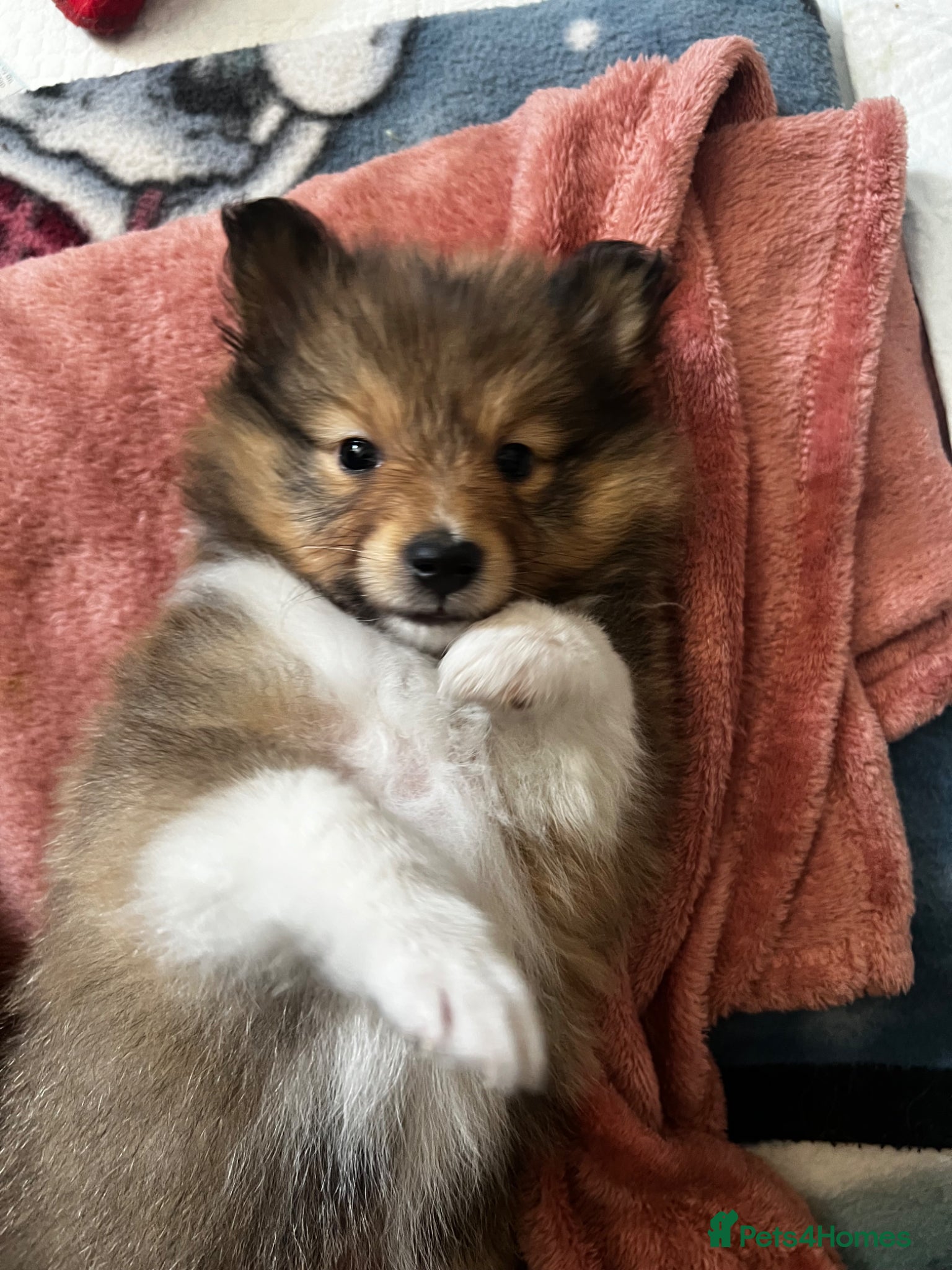 Shetland Sheepdog dogs Tow stunning little girls  - Advert 1