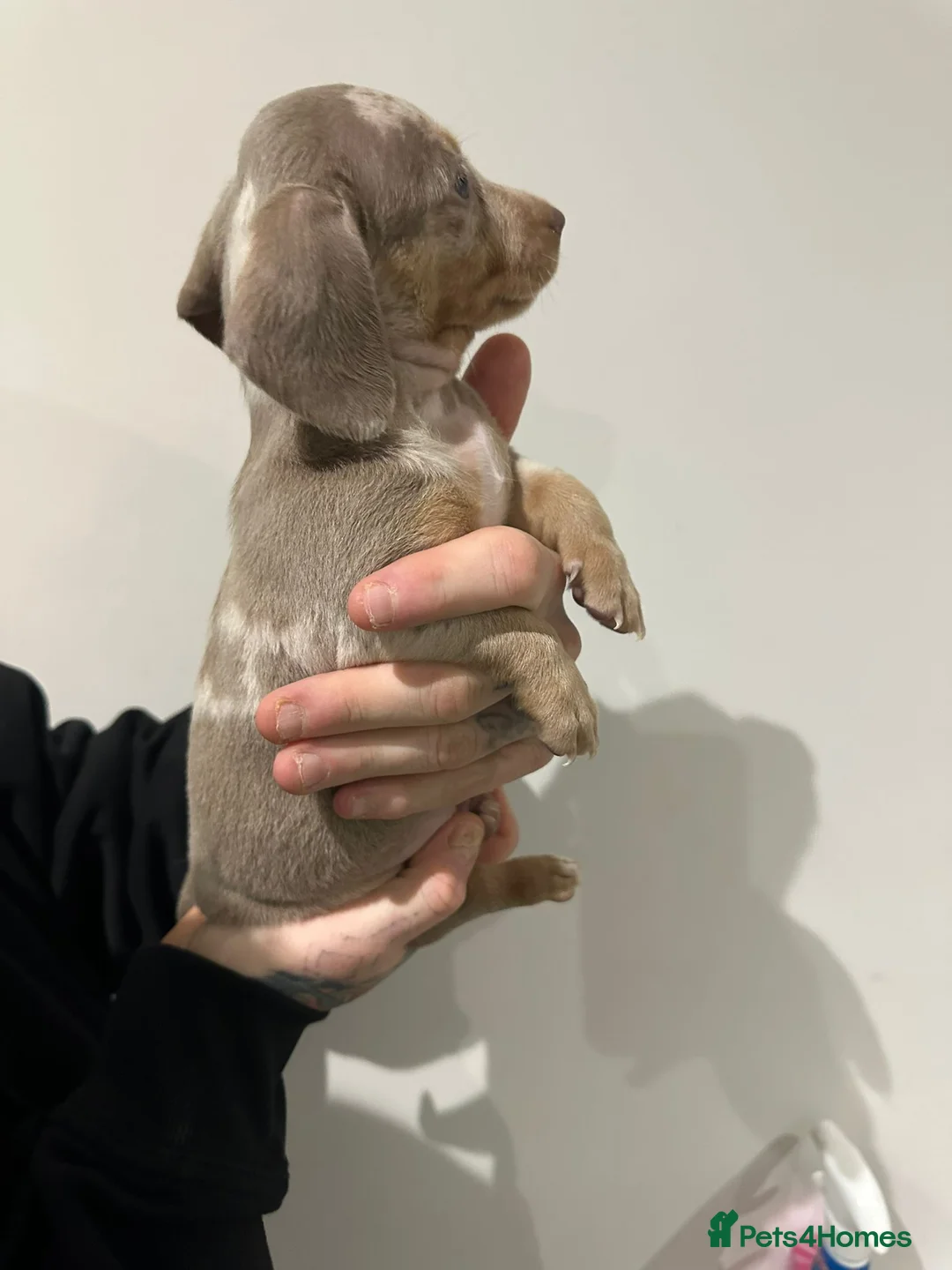 Miniature Dachshund dogs for sale: Mini dachshunds - Advert 25