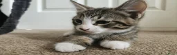 Mixed Breed cats for sale: 5 playful kittens for sale - Advert 7