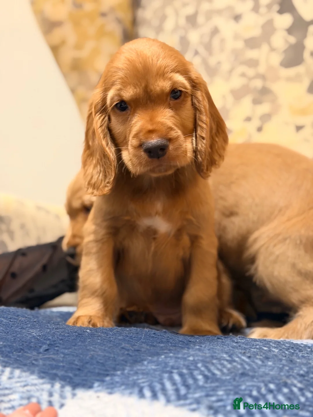 Cocker Spaniel dogs for sale: Fantasticly Bred Health Tested Cockers  - Advert 2