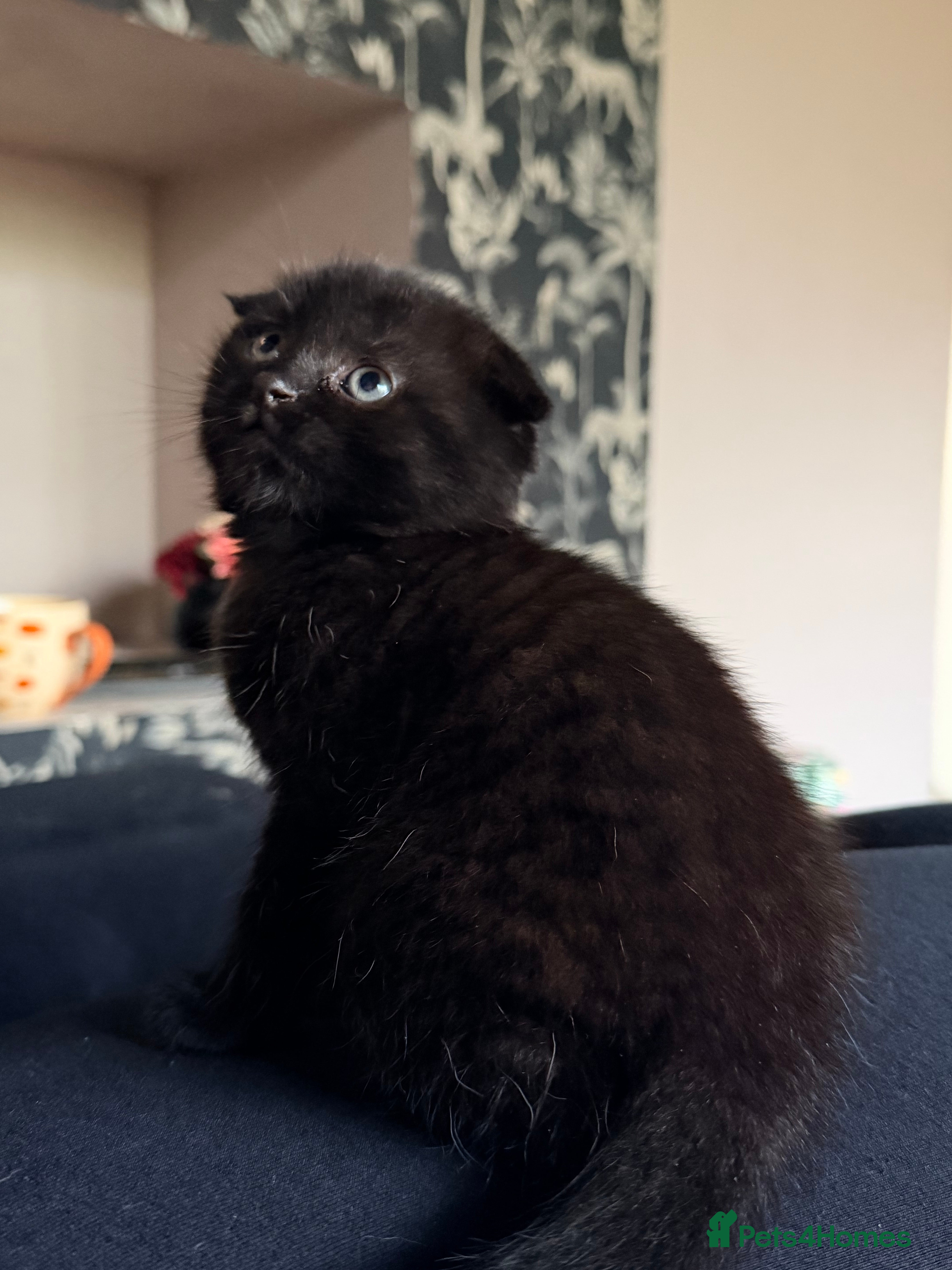 Scottish Fold cats ONLY ALL BLACK KITTEN LEFT  - Advert 2