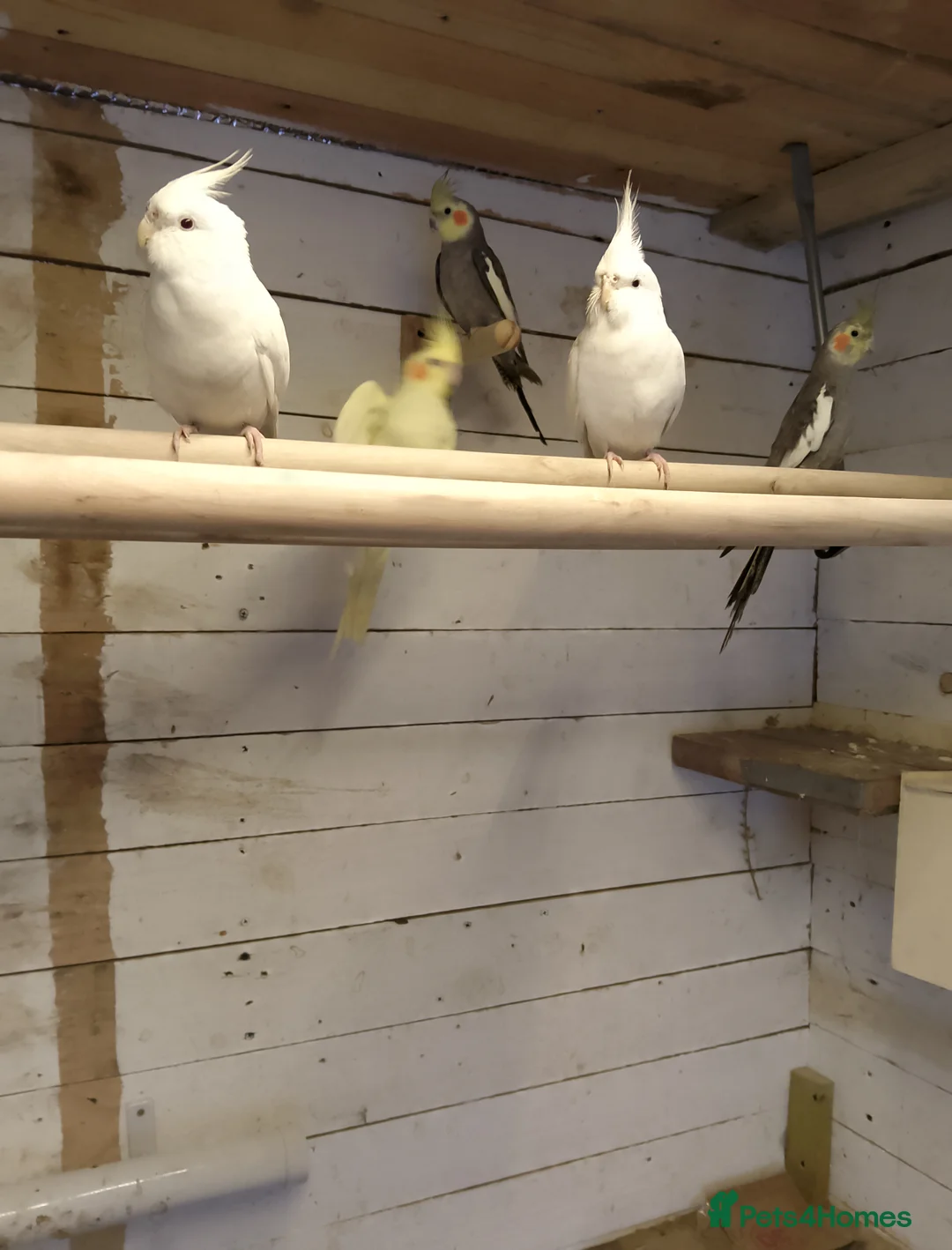 Cockatiels birds for sale: 5 cockatiels  - Advert 2