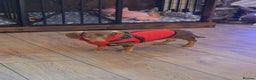 Dachshund dogs for sale: 6 month old dachshund puppy  - Advert 5