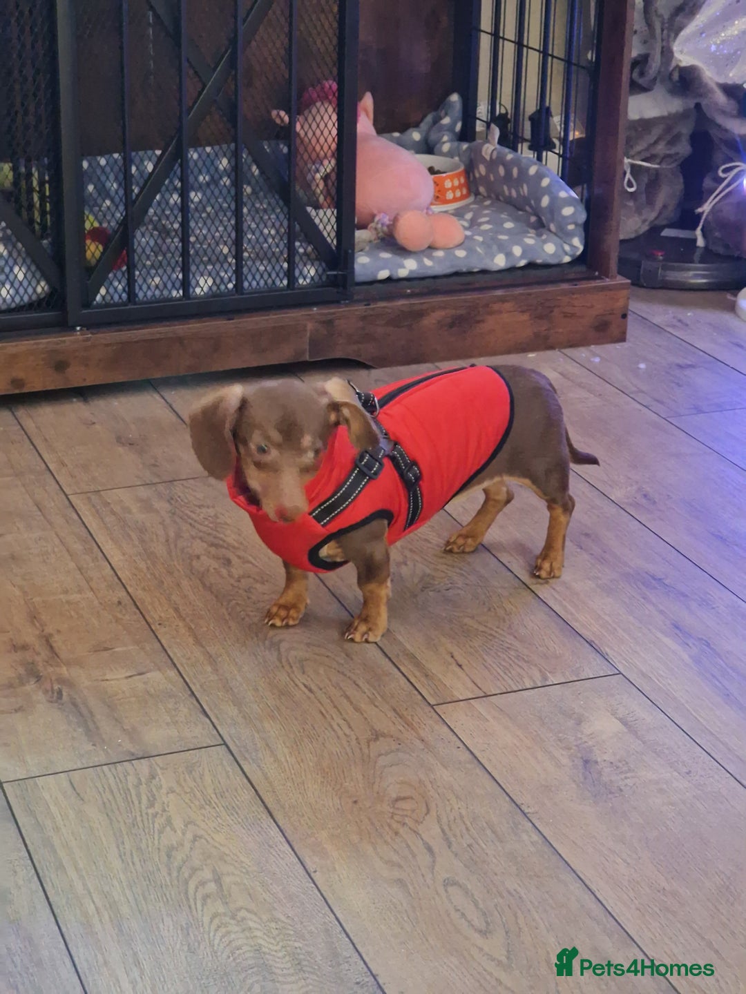 Dachshund dogs for sale: 6 month old dachshund puppy  - Advert 5