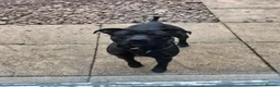 Mixed Breed dogs for sale: tyson was previously storm - Advert 2