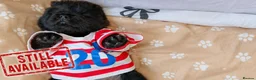 Chow Chow dogs for sale: 🐻❤️ GORGEOUS KC REGISTERED CHOW CHOW PUPPIES 🐾 - Advert 29