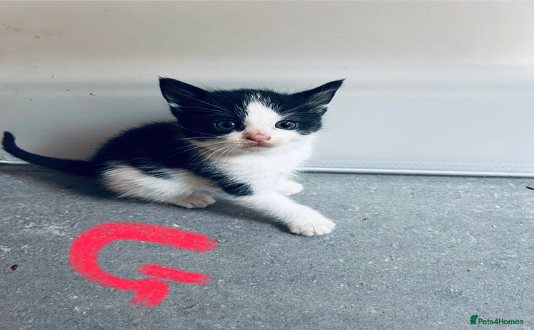 Mixed Breed cats - Advert 15