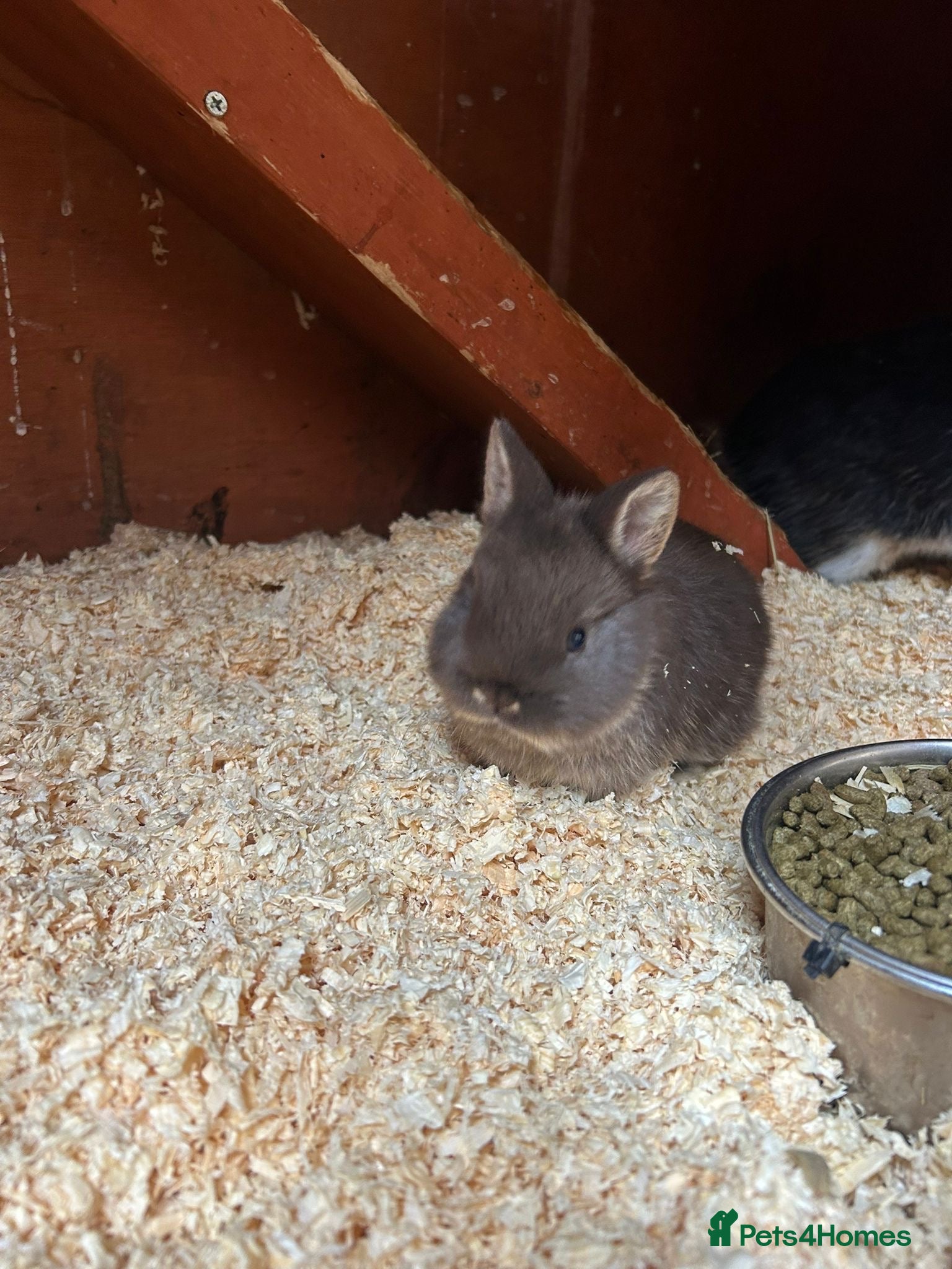 Netherland Dwarf rabbits Netherlands dwarf baby’s  - Advert 10