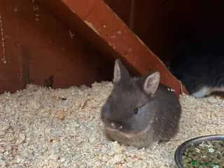 Netherland Dwarf rabbits Netherlands dwarf baby’s - Advert 10