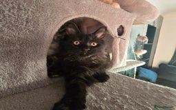 Maine Coon cats for sale: Last gorgeous Maine Coon  - Advert 15