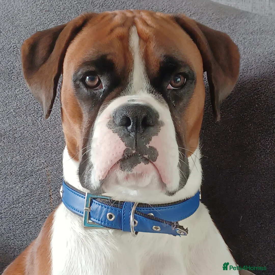 Boxer dogs for stud: Boris the boxer for stud - Advert 1