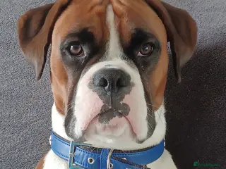 Boxer dogs Boris the boxer for stud - Advert 6