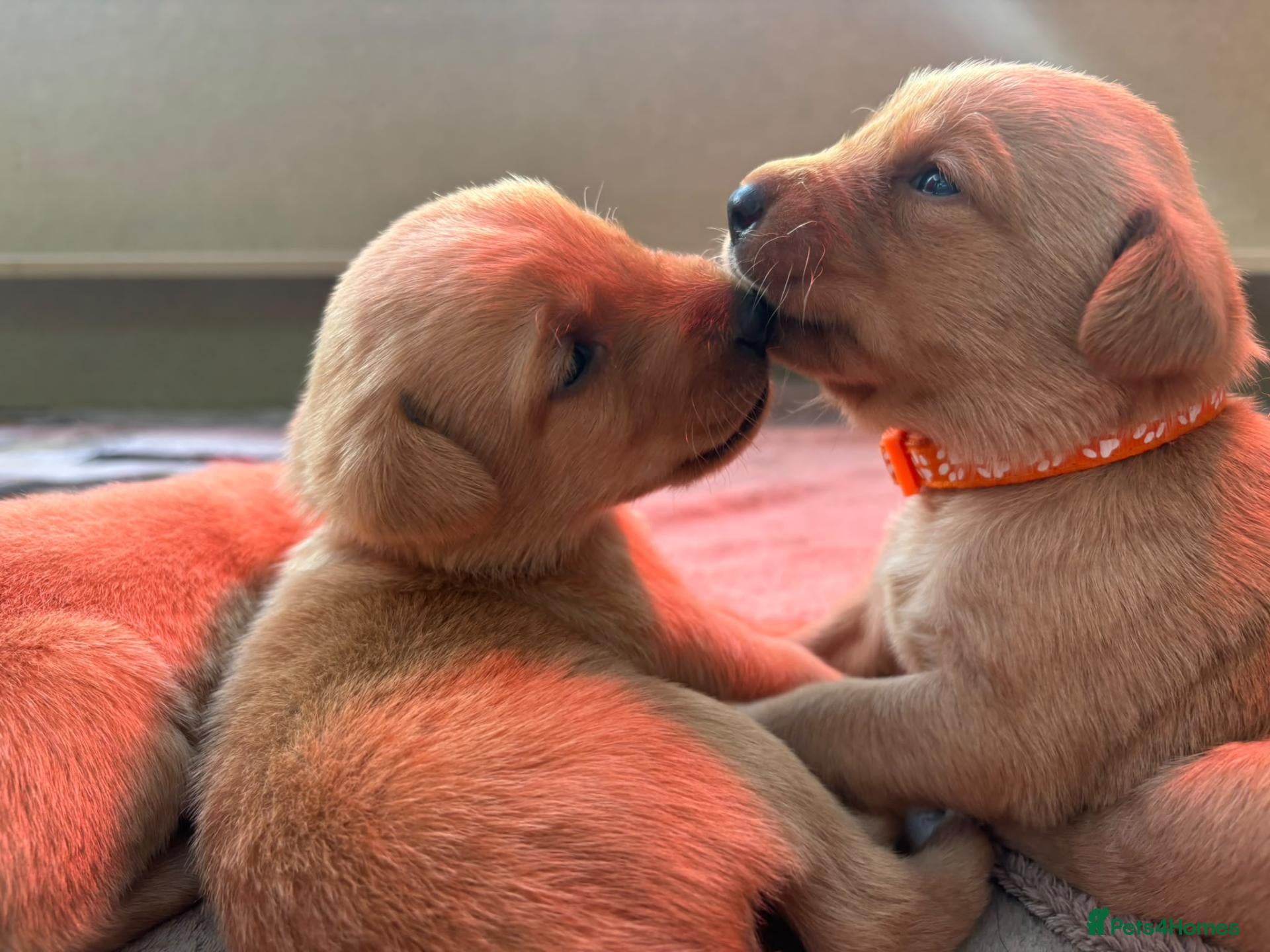 Labrador Retriever dogs Pedigree Red Fox Labrador Retriever Puppies  - Advert 11