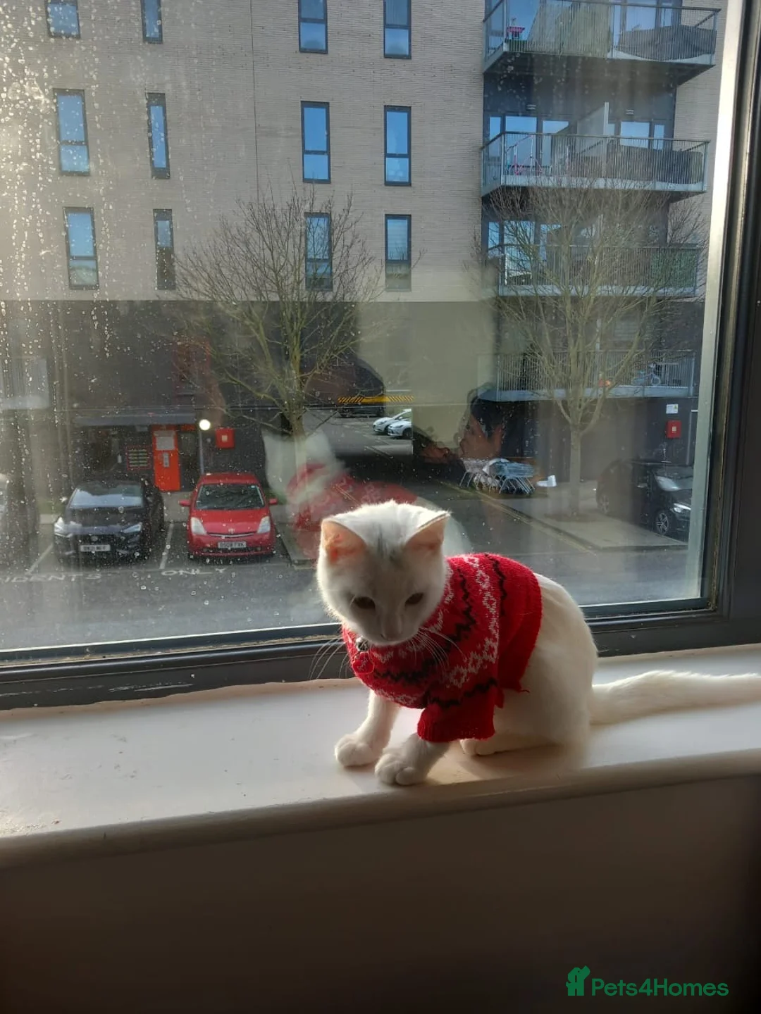 British Shorthair cats for sale: Meet the most Beautiful cat! - Advert 4