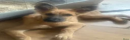 German Shepherd dogs for sale: Beautiful fawn gsd puppy  - Advert 7