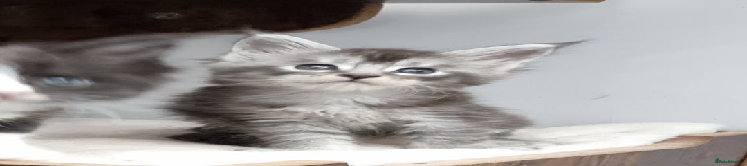 Silver smoke female 