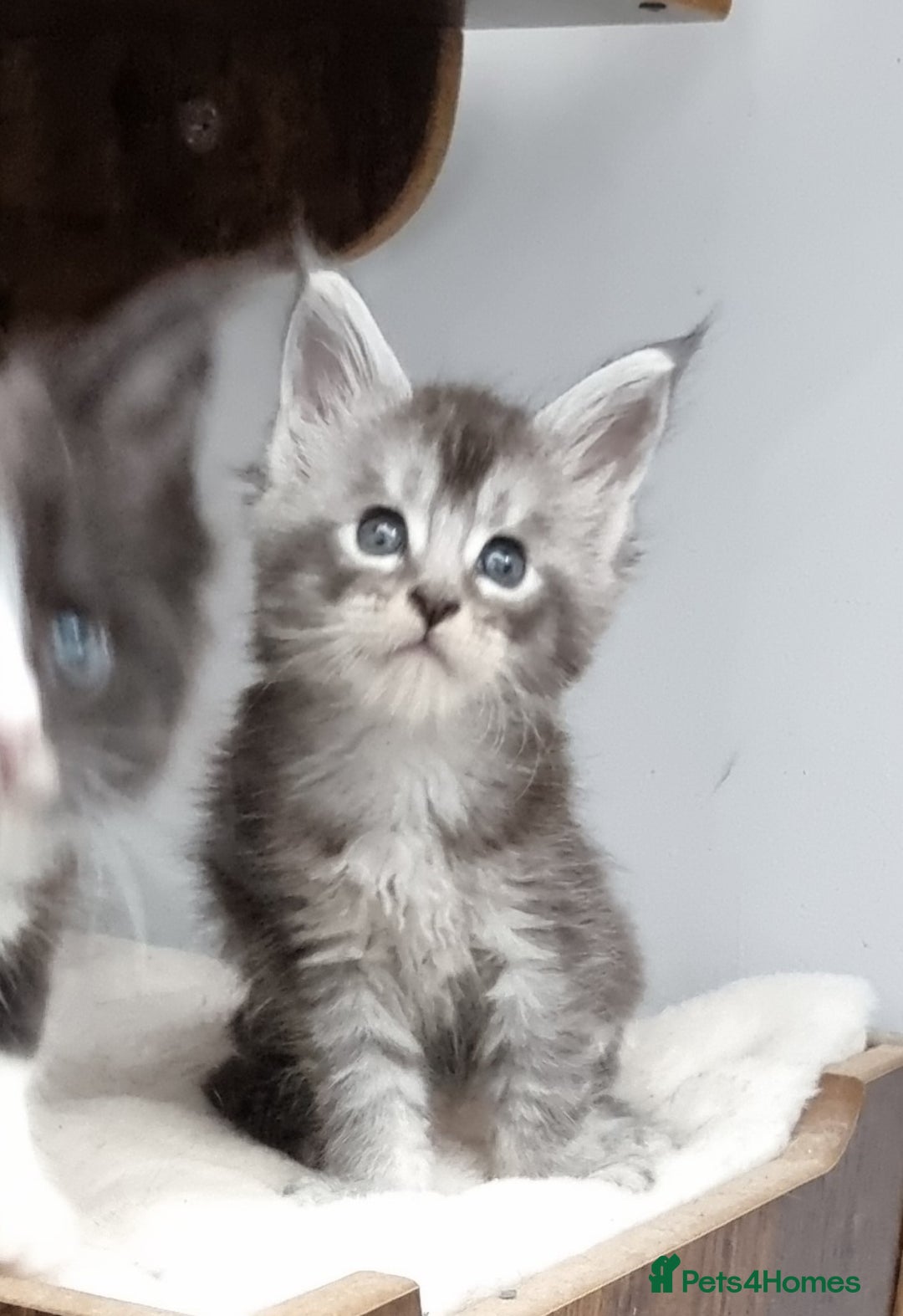 Maine Coon cats for sale: Pedigree GCCF Maine Coon Kittens for sale  - Image 8