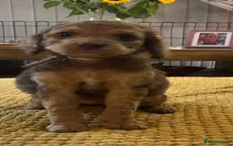 Cockapoo dogs for sale: Cockapoo puppies  - Image 13