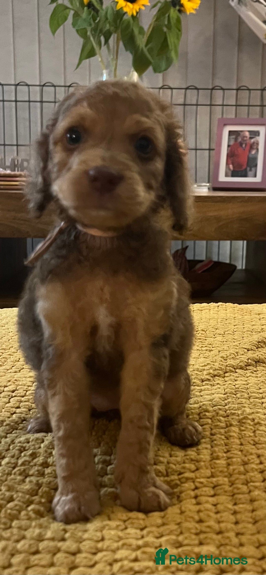 Cockapoo dogs for sale: Cockapoo puppies  - Image 13