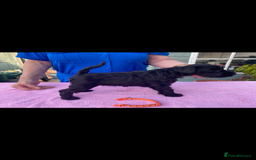 Miniature Schnauzer dogs for sale: Miniature Schnauzers - Image 7