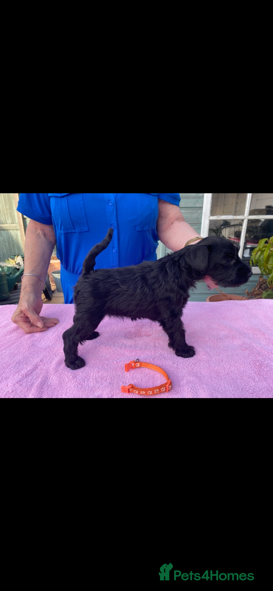 Miniature Schnauzer dogs for sale: Miniature Schnauzers - Image 7