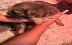 German Shepherd dogs for sale: Working KC GSD German shepherd puppies  - Image 34