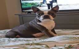 Boston Terrier dogs for sale: Outstanding Blue/Champagne Boston pups - Image 10