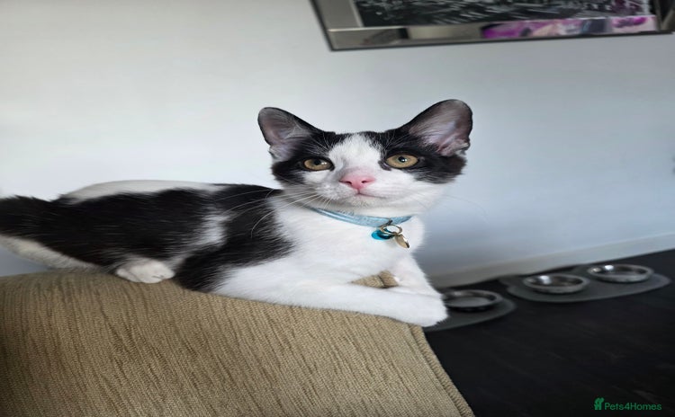 Mixed Breed cats - Advert 14