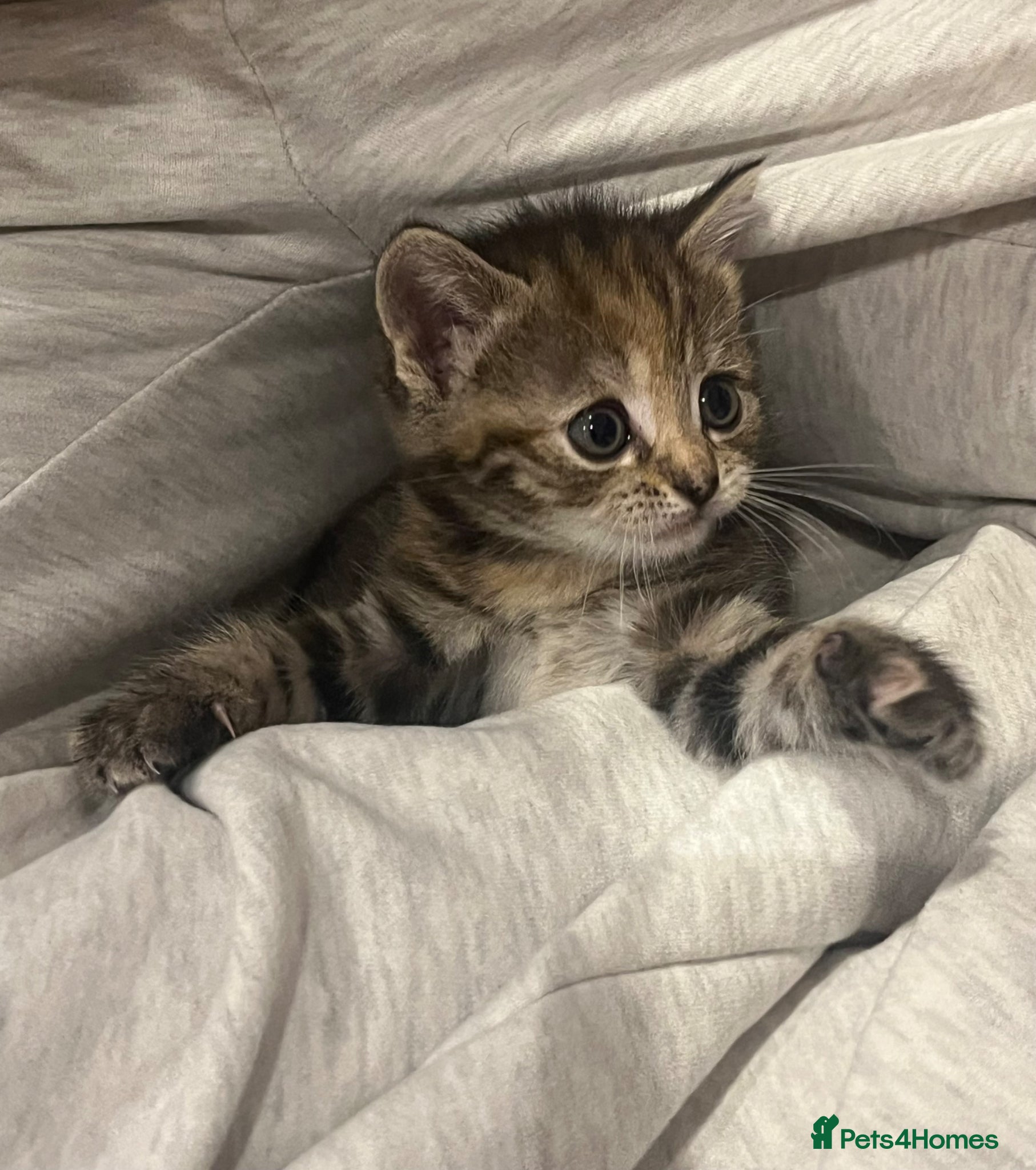 British Shorthair cats Shorthair Tabby 6 weeks  - Advert 1