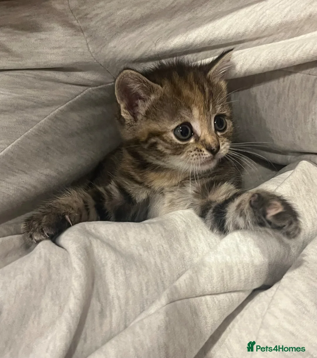 British Shorthair cats for sale: Shorthair Tabby 6 weeks  - Advert 1