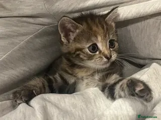 British Shorthair cats Shorthair Tabby 6 weeks - Advert 1