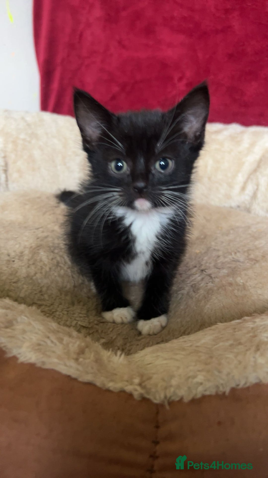 Mixed Breed cats for sale: Bengal tabby cross Turk angora kittens  - Image 1